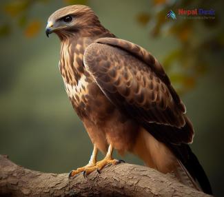 Himalayan Buzzard_Buteo refectus