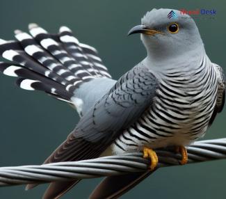 Himalayan Cuckoo_Cuculus saturatus