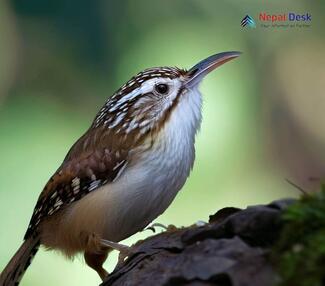 Himalayan treecreeper_Certhia himalayana