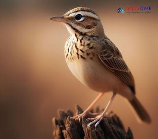 Indian Bushlark_Mirafra erythroptera