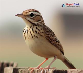 Indian Bushlark_Mirafra erythroptera