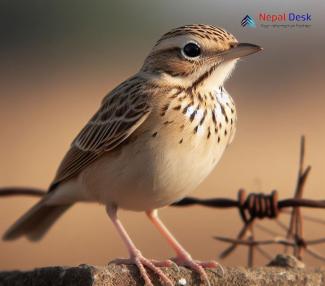 Indian Bushlark_Mirafra erythroptera