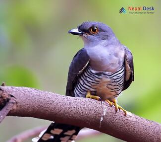 Indian Cuckoo_Cuculus micropterus