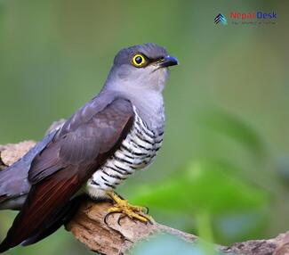 Indian Cuckoo_Cuculus micropterus