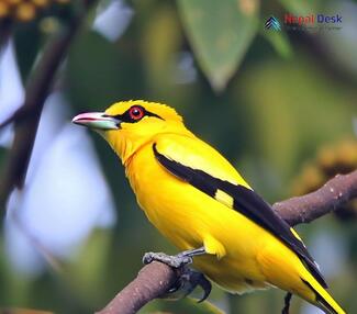 Indian Golden Oriole_Oriolus kundoo