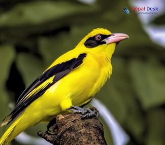 Indian Golden Oriole_Oriolus kundoo