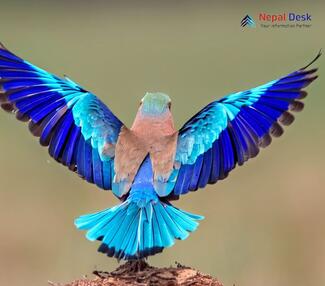 Indian Roller_Coracias benghalensis