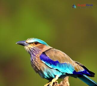 Indian Roller_Coracias benghalensis