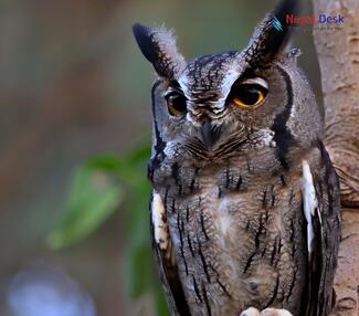 Indian Scops Owl_Otus bakkamoena