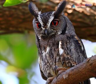 Indian Scops Owl_Otus bakkamoena