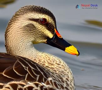 Indian Spot-billed Duck_Anas poecilorhyncha