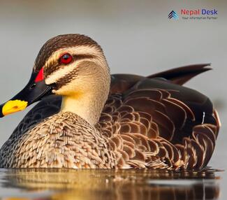 Indian Spot-billed Duck_Anas poecilorhyncha