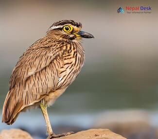 Indian Thick-knee_Burhinus indicus