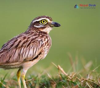 Indian Thick-knee_Burhinus indicus