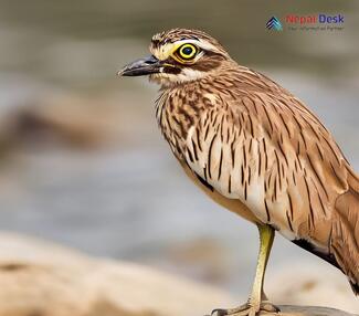 Indian Thick-knee_Burhinus indicus