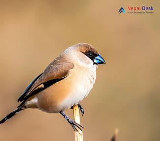 Indian silverbill_Euodice malabarica