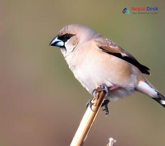 Indian silverbill_Euodice malabarica