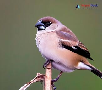 Indian silverbill_Euodice malabarica