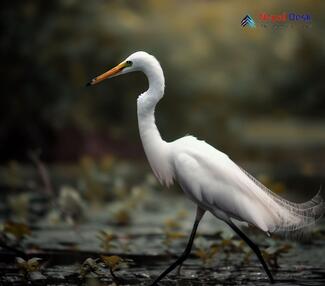 Intermediate Egret_Ardea intermedia