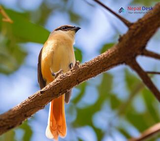 Isabelline Shrike_Lanius isabellinus