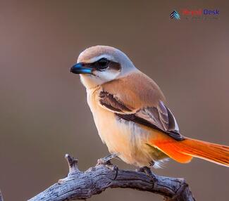 Isabelline Shrike_Lanius isabellinus