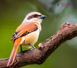 Isabelline Shrike_Lanius isabellinus