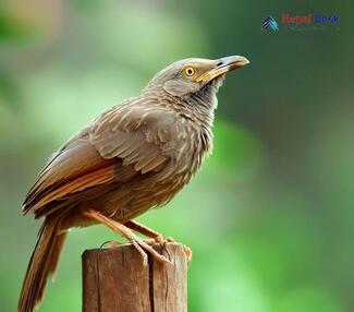 Jungle Babbler - Turdoides striata