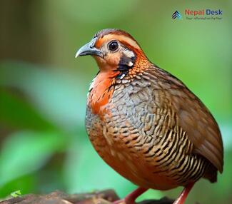 Jungle Bush-quail - Perdicula asiatica