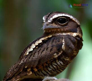 Jungle Nightjar - Caprimulgus indicus