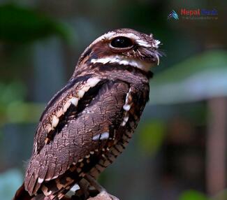 Jungle Nightjar - Caprimulgus indicus