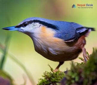 Kashmir Nuthatch - Sitta cashmirensis