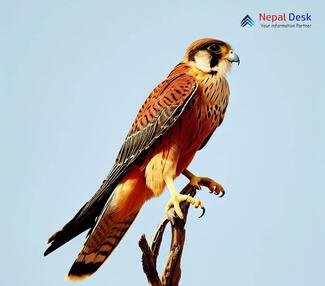 Laggar falcon - Falco jugger