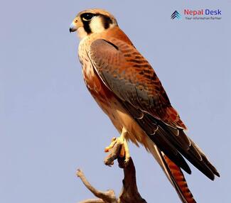 Laggar falcon - Falco jugger