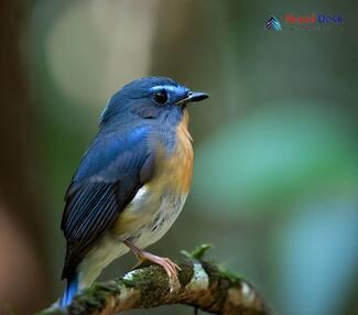 Large blue flycatcher - Cyornis magnirostris