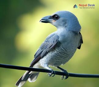 Large Cuckoo-Shrike - Coracina macei