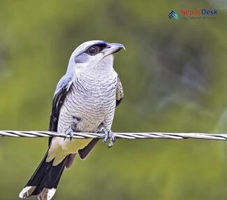 Large Cuckoo-Shrike - Coracina macei