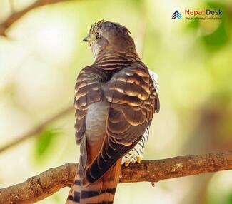 Large Hawk Cuckoo - Hierococcyx sparverioides