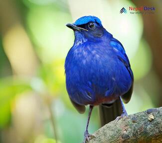 Large Niltava - Niltava grandis