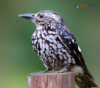 Large Spotted Nutcracker - Nucifraga multipunctata