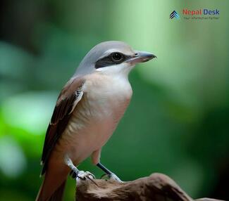 Large Woodshrike - Tephrodornis gularis