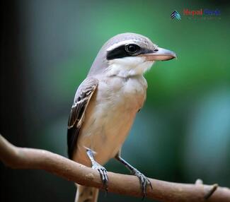 Large Woodshrike - Tephrodornis gularis