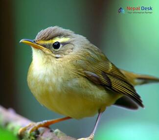 Large-billed Leaf Warbler - Phylloscopus magnirostris