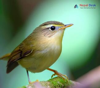 Large-billed Leaf Warbler - Phylloscopus magnirostris