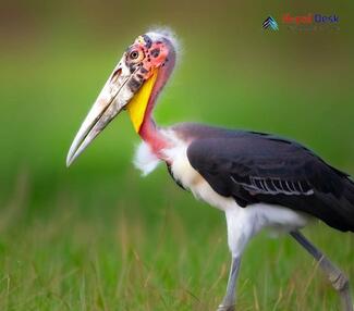 Lesser Adjutant_Leptoptilos javanicus