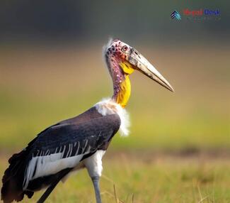 Lesser Adjutant_Leptoptilos javanicus