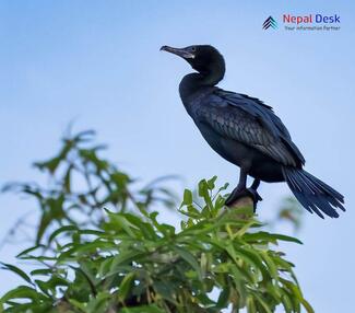 Little Cormorant_Microcarbo niger