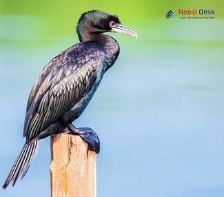 Little Cormorant_Microcarbo niger