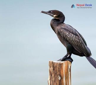 Little Cormorant_Microcarbo niger