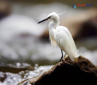 Little Egret_Egretta garzetta