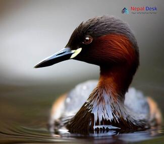 Little Grebe_Tachybaptus ruficollis